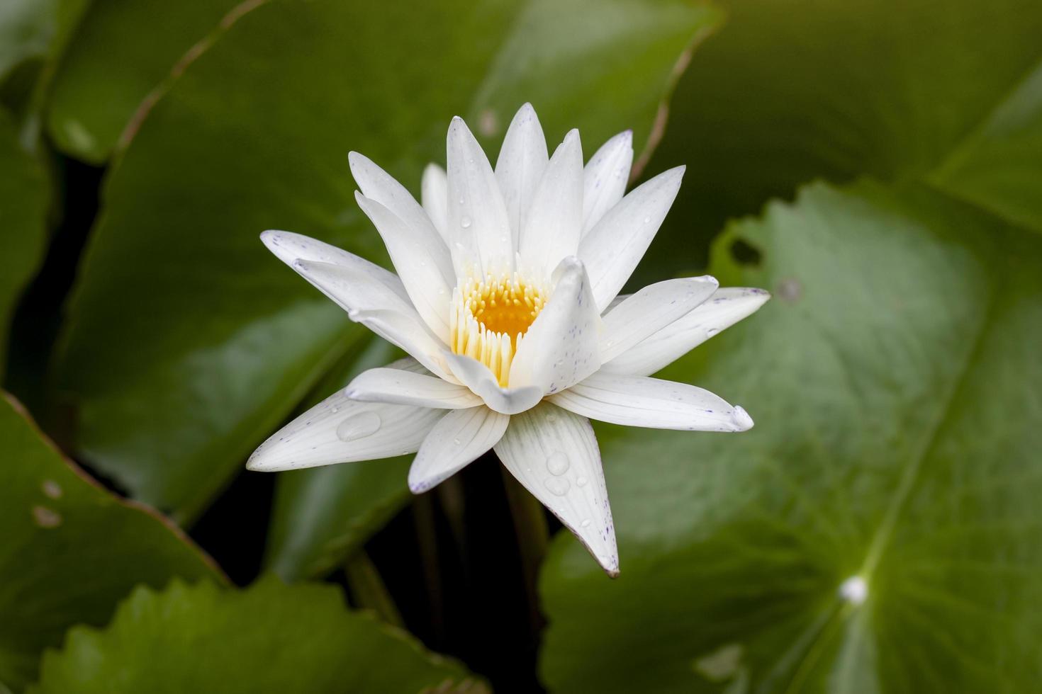 flor de loto blanco o nenúfar florece hermosa en el estanque. foto