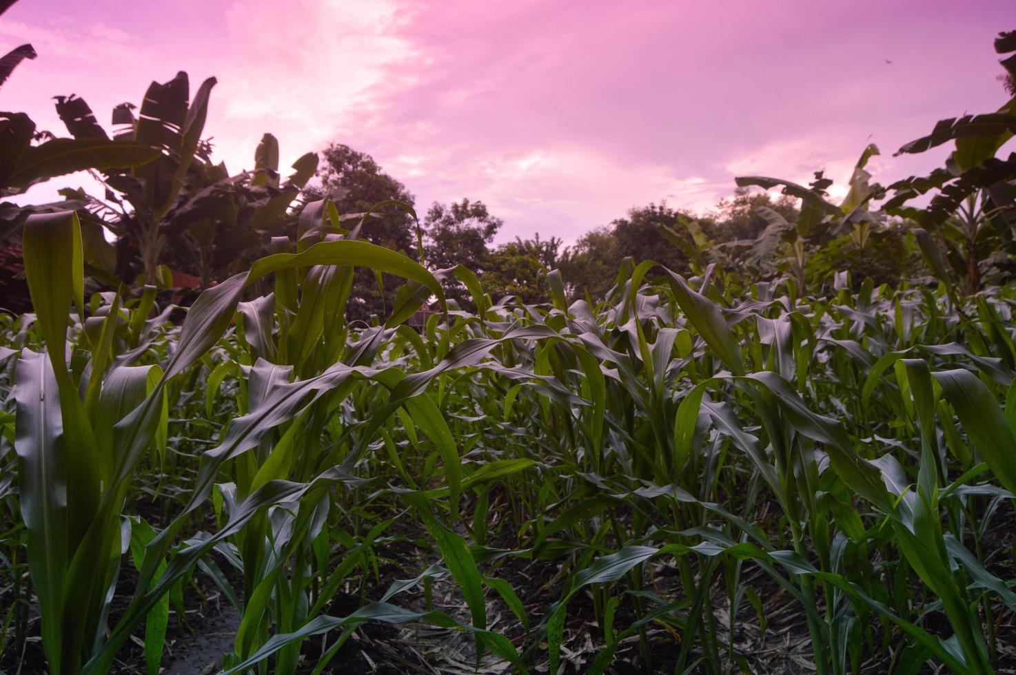 view of a corn plantation with corn starting to grow big and green photo