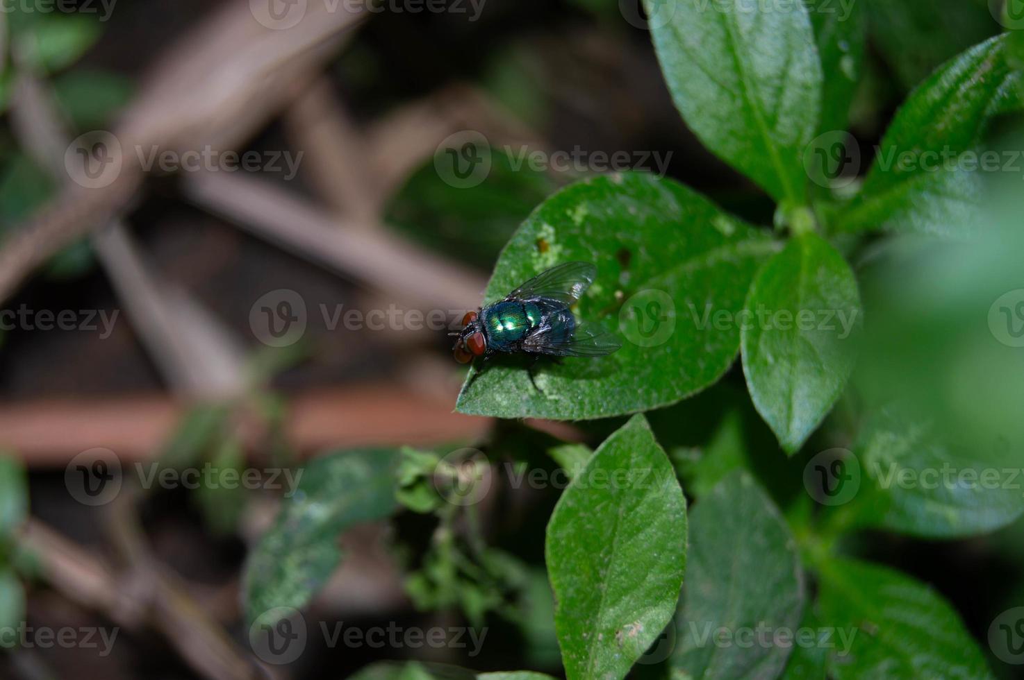 pequeña mosca posada en la hoja foto