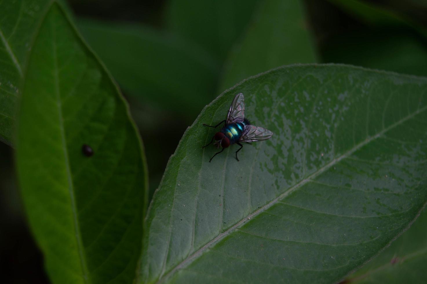 small fly perched on the leaf photo