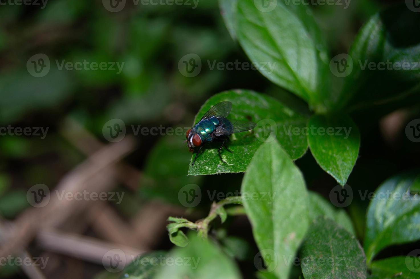 small fly perched on the leaf photo