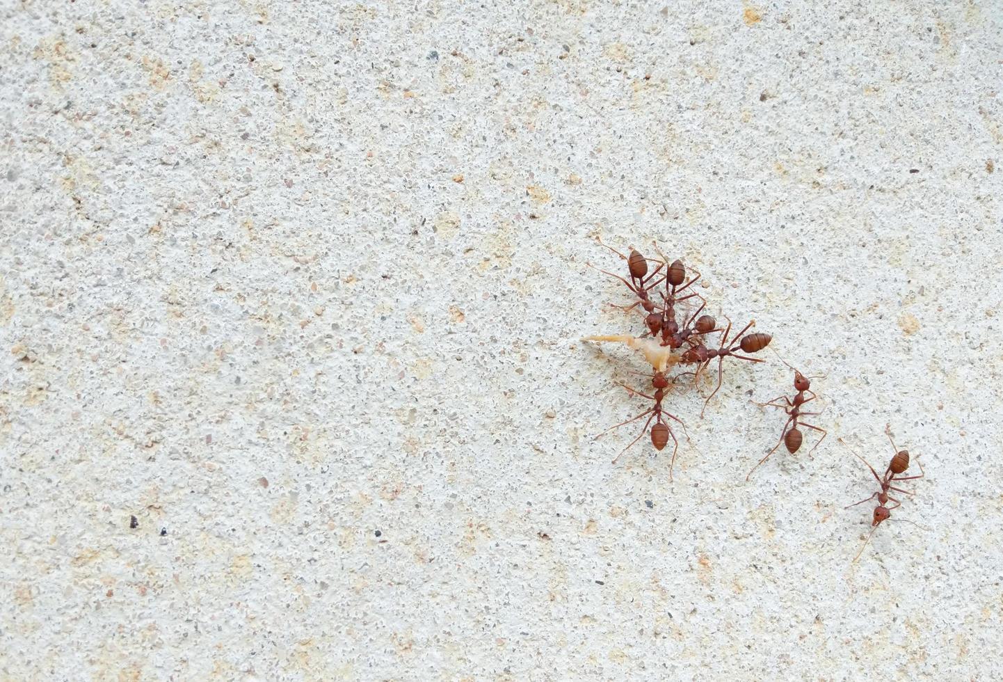 Red ants are working together.  On the concrete wall, the concept of unity, power, teamwork photo