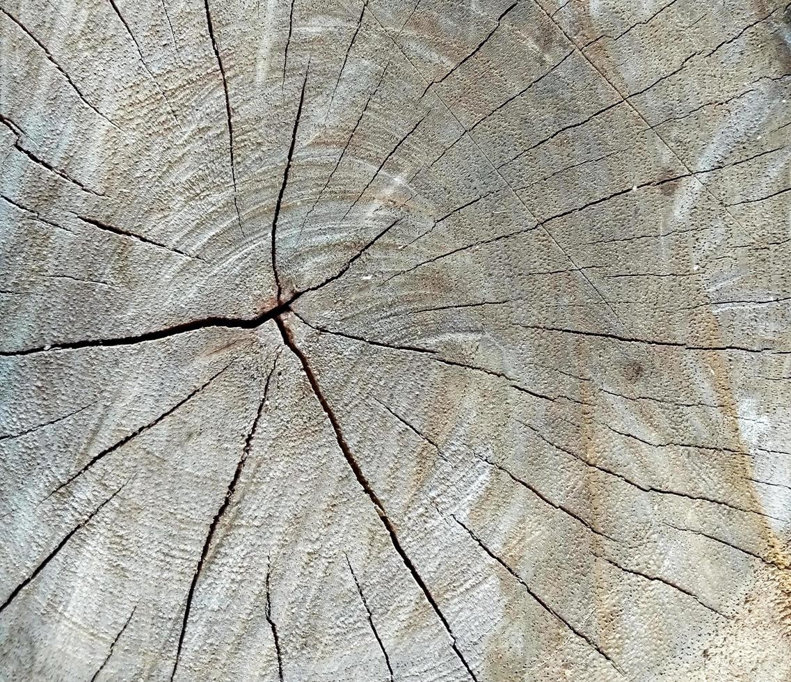 Fondo de papel tapiz de superficie de tocón de árbol agrietado foto