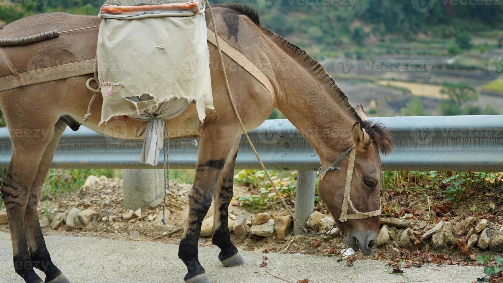 One mule horse carrying on the construction material walking along the road photo