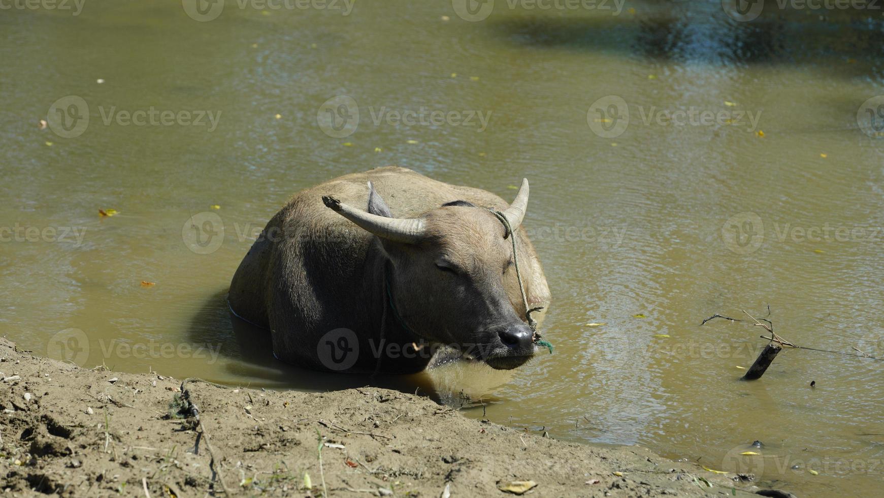 One Chinese water resting in the river with the warm sunlight on it photo