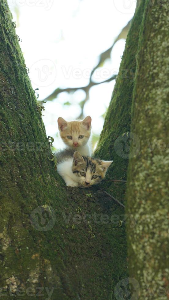 Two cute little cats climbing up on the tree for resting photo