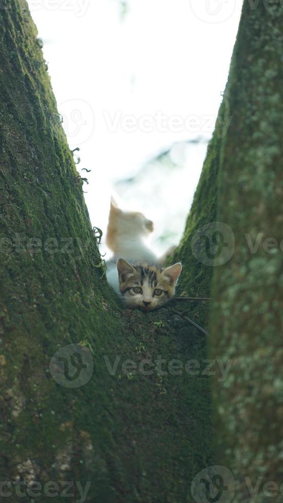 Two cute little cats climbing up on the tree for resting photo