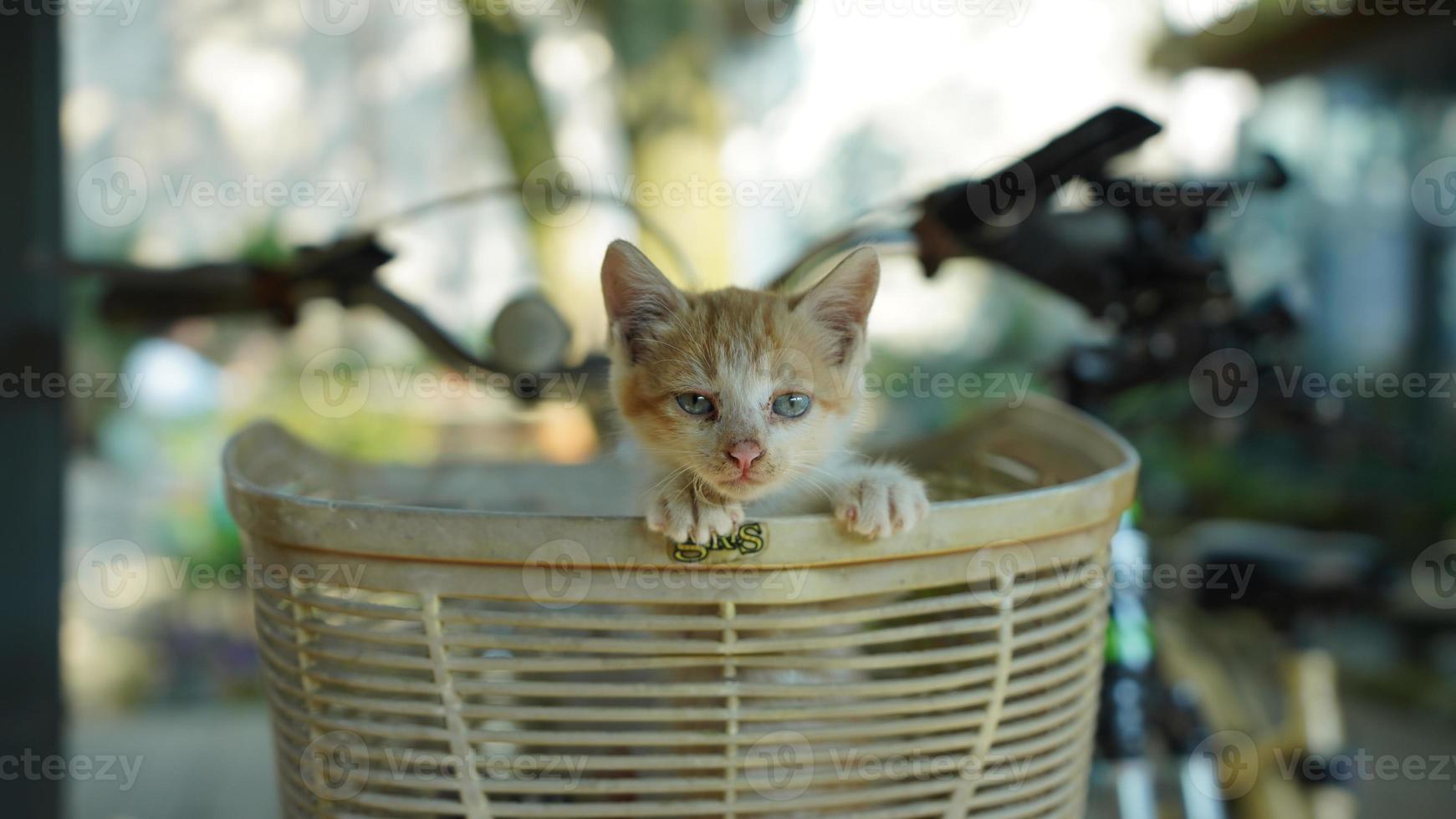 The cute little cat playing in the yard photo
