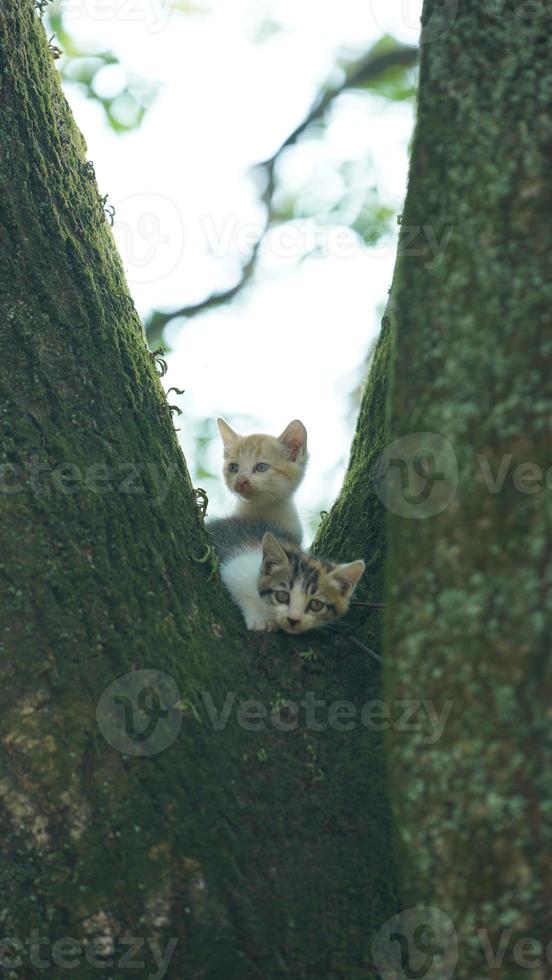 Two cute little cats climbing up on the tree for resting photo