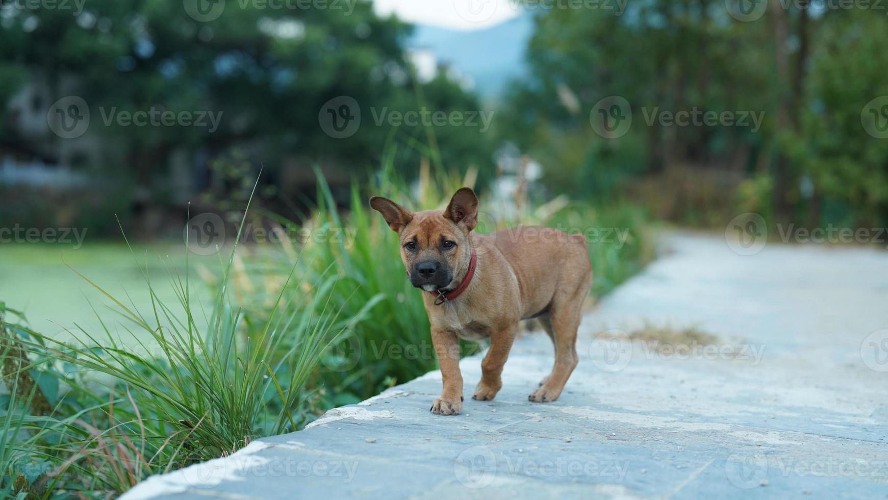 un perro adorable jugando libremente en el patio foto