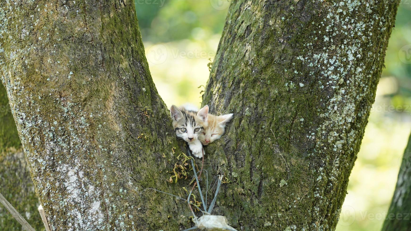 Two cute little cats climbing up on the tree for resting photo