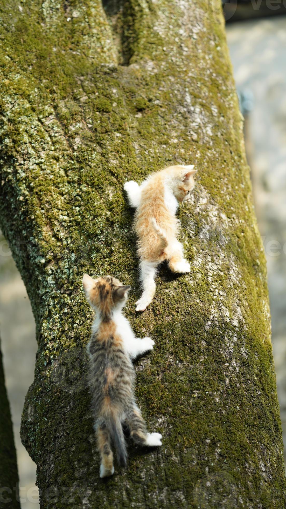 Two cute little cats climbing up on the tree for resting 13333772 Stock
