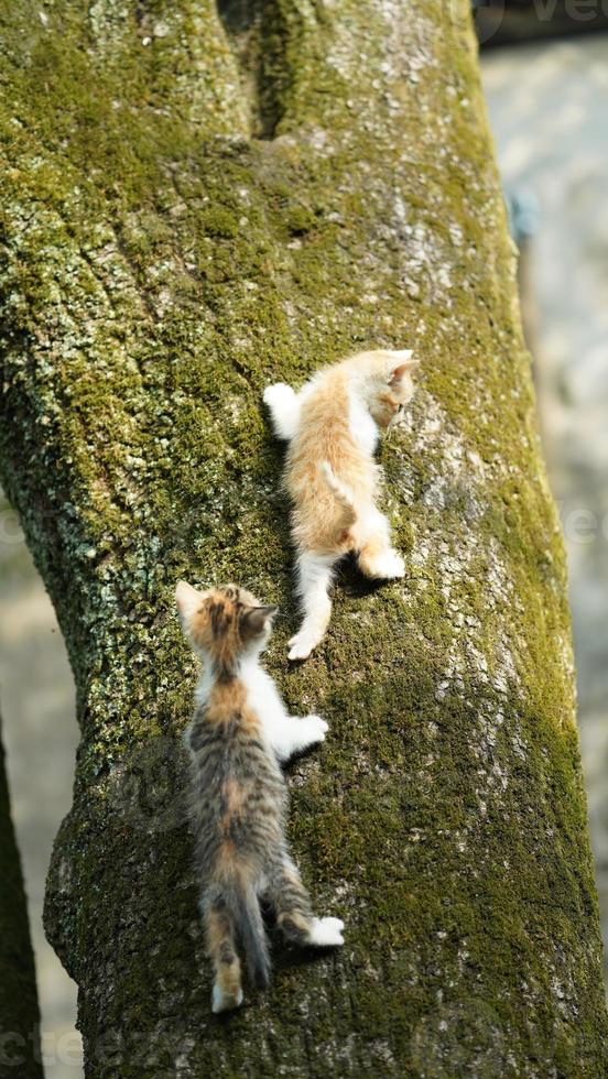 Two cute little cats climbing up on the tree for resting photo