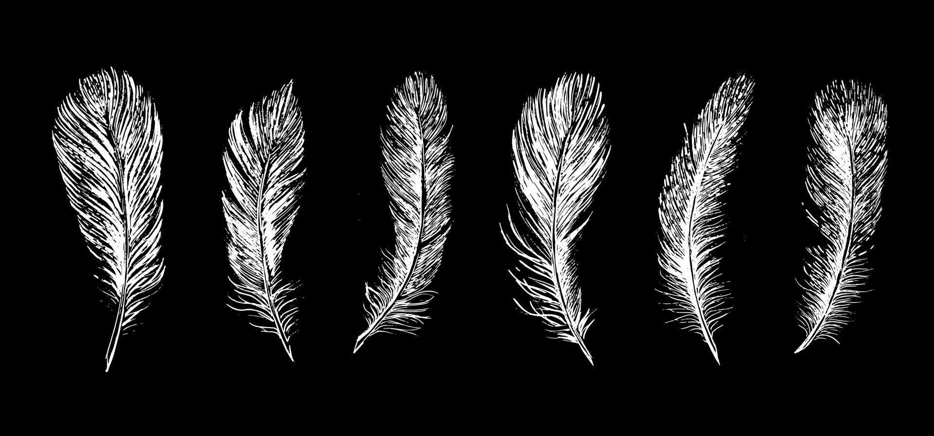 Feathers on white background. Hand drawn sketch style. vector