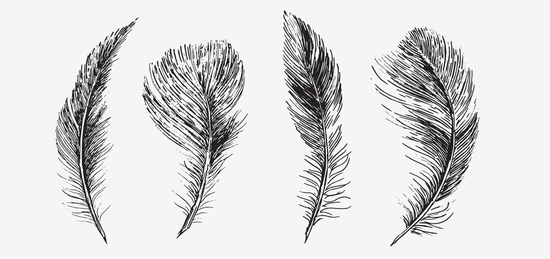 Feathers on white background. Hand drawn sketch style. vector