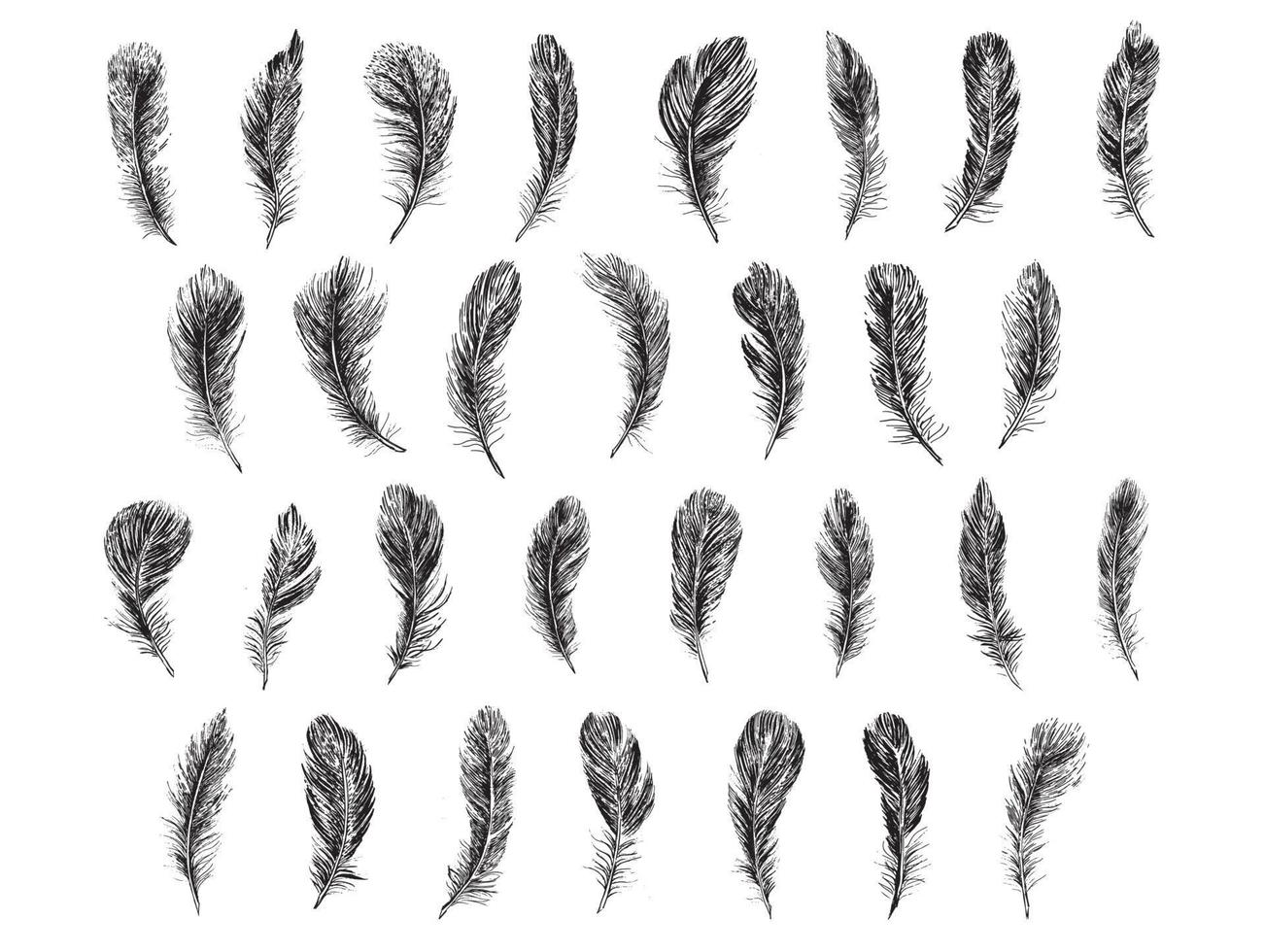 Feathers on white background. Hand drawn sketch style. vector