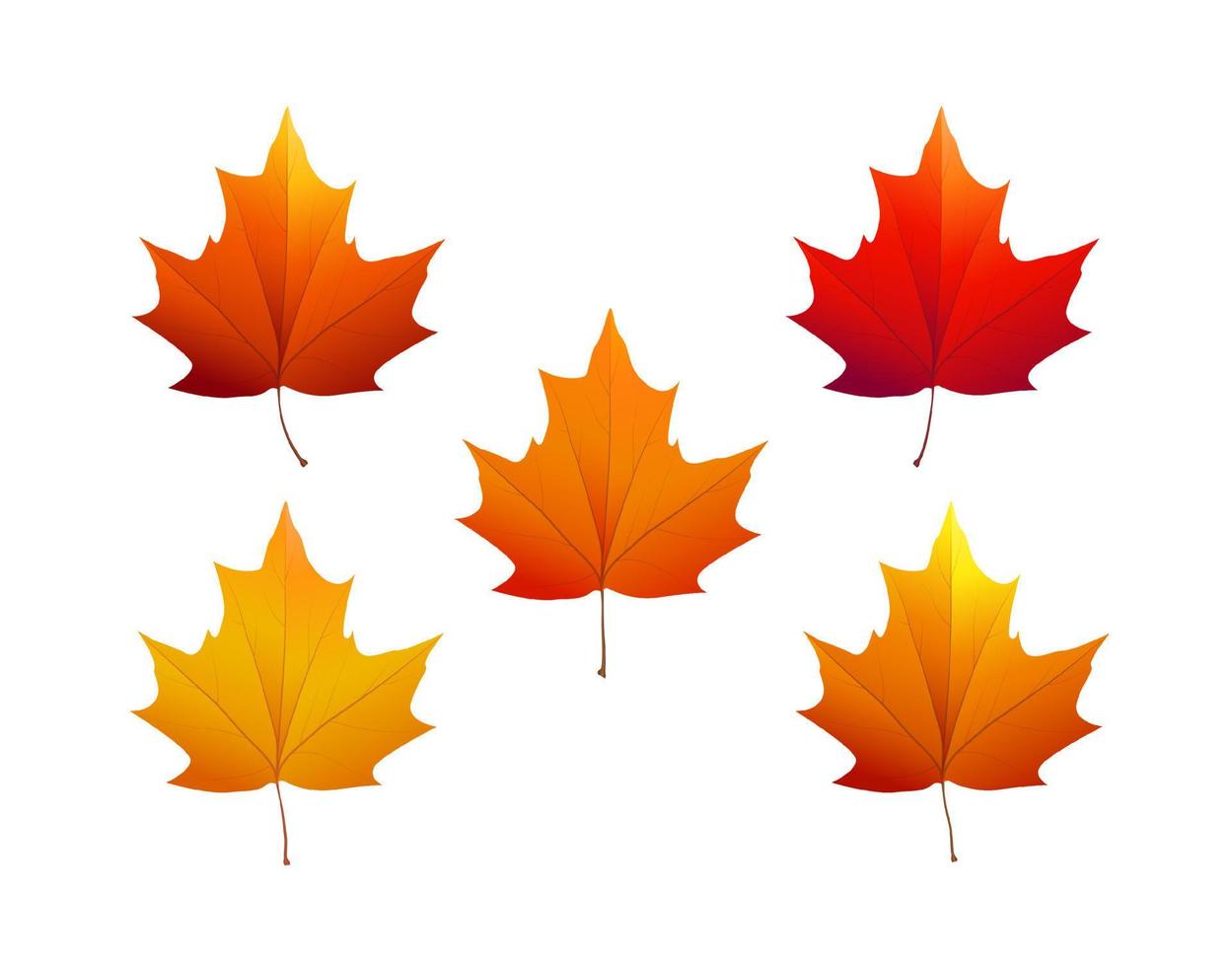 Autumn maple leaves of various colors. Vector illustration