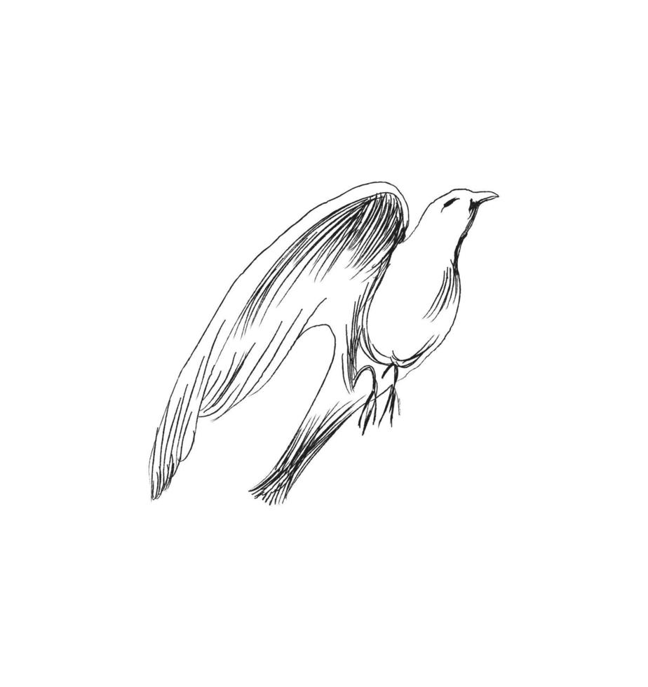 concepto de libertad. paloma dibujada a mano volando de dos manos. libertad de vida, pájaro libre disfrutando de la naturaleza ilustración vectorial aislada. vector