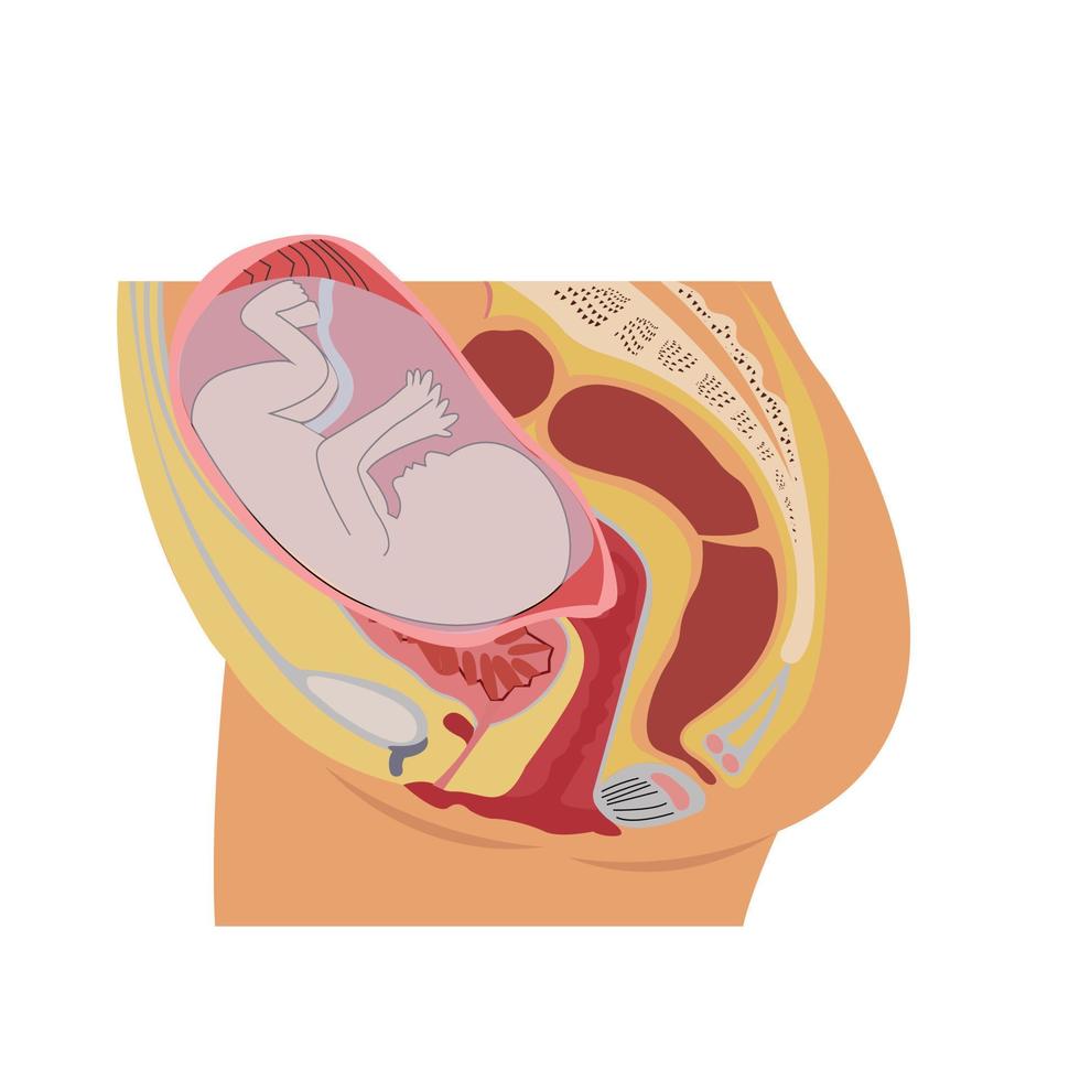 Anatomía de la mujer embarazada aislado sobre fondo blanco. vector