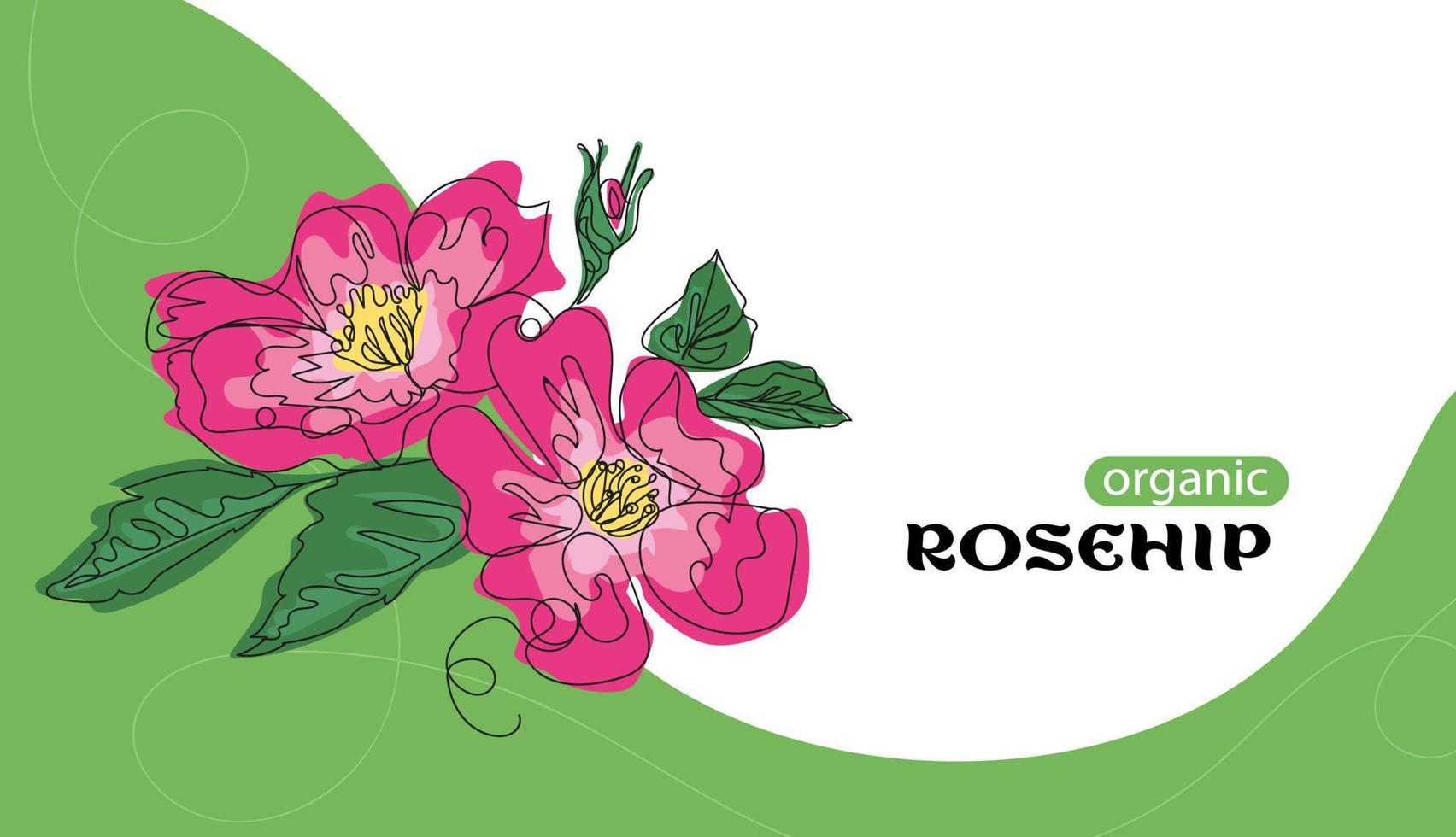 Rosehip flower, composition, simple color vector illustration. One continuous line of artistic drawing with the inscription organic rosehip.