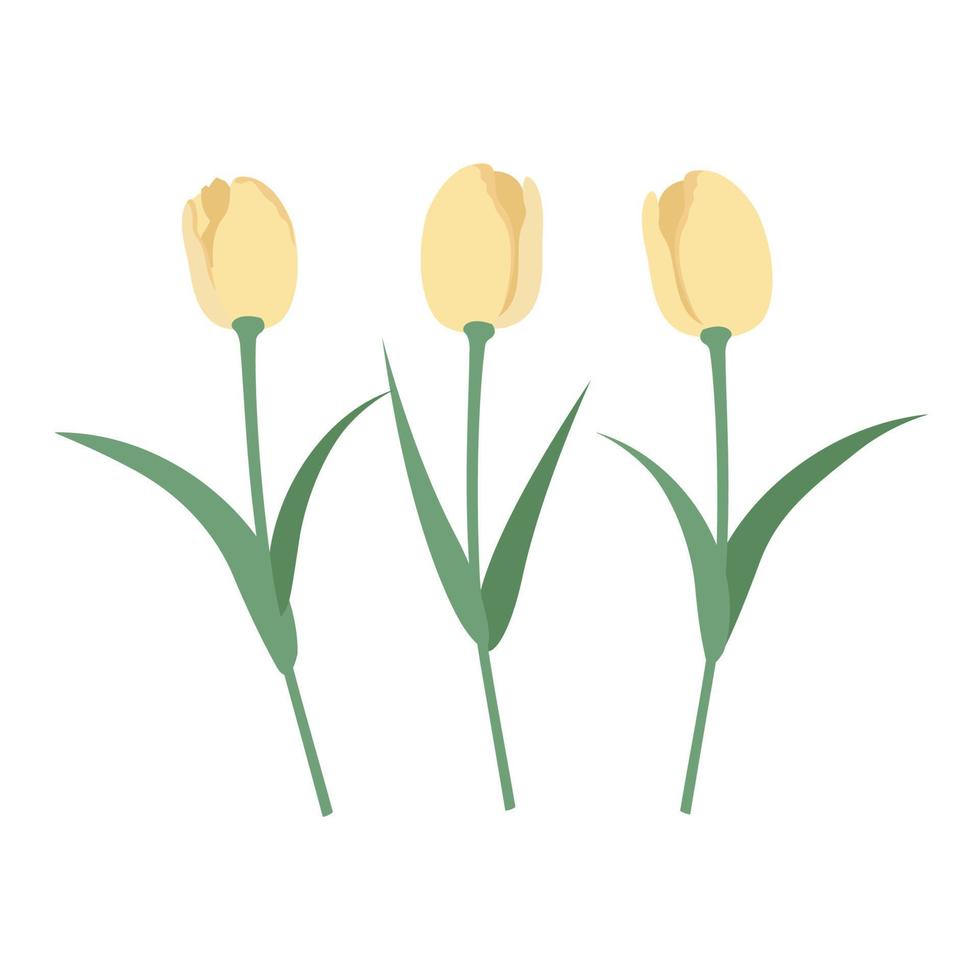Vector set isolated yellow tulips. Tulips in a flat style. Vector elements isolated on white background