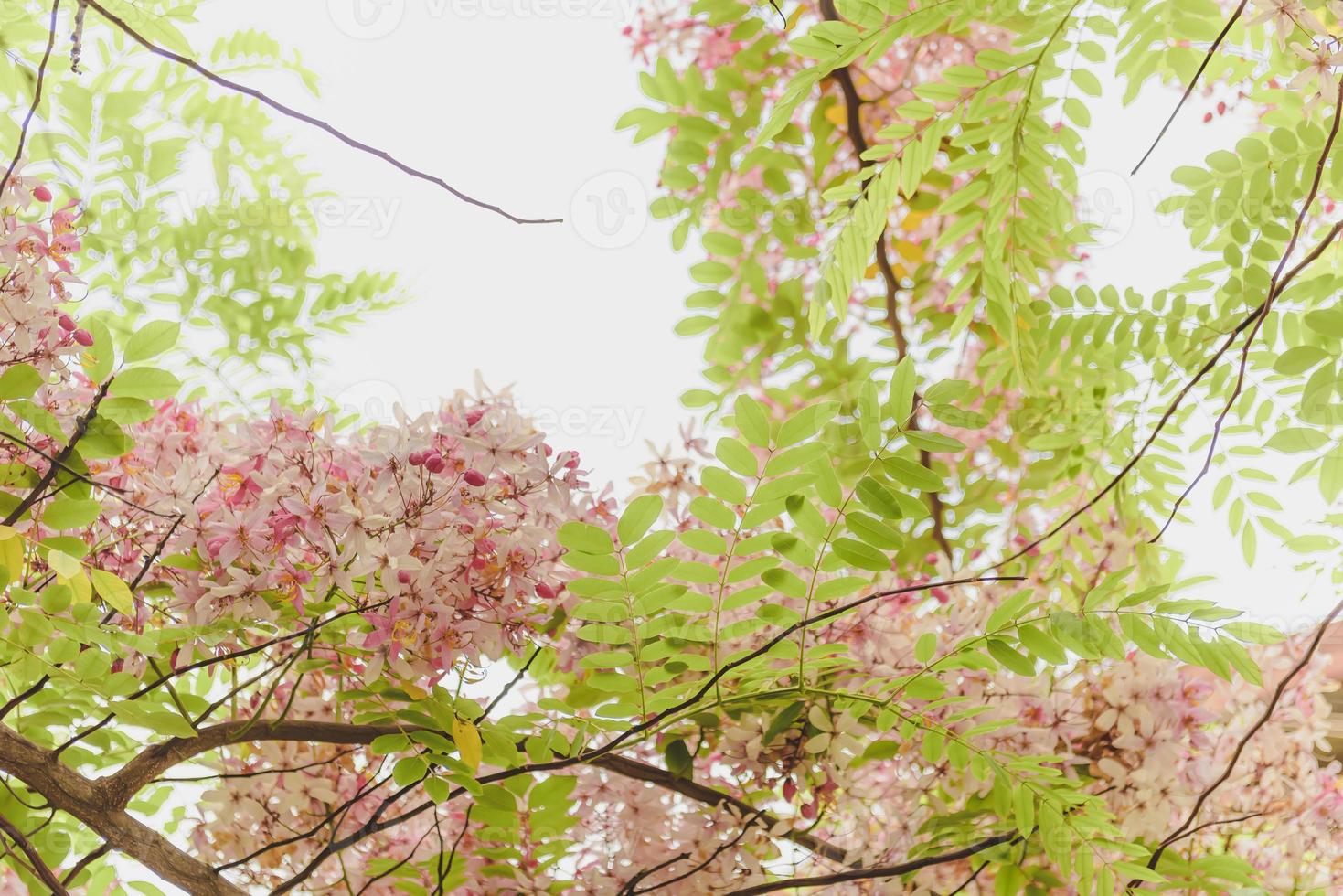 Flowers as background images. photo