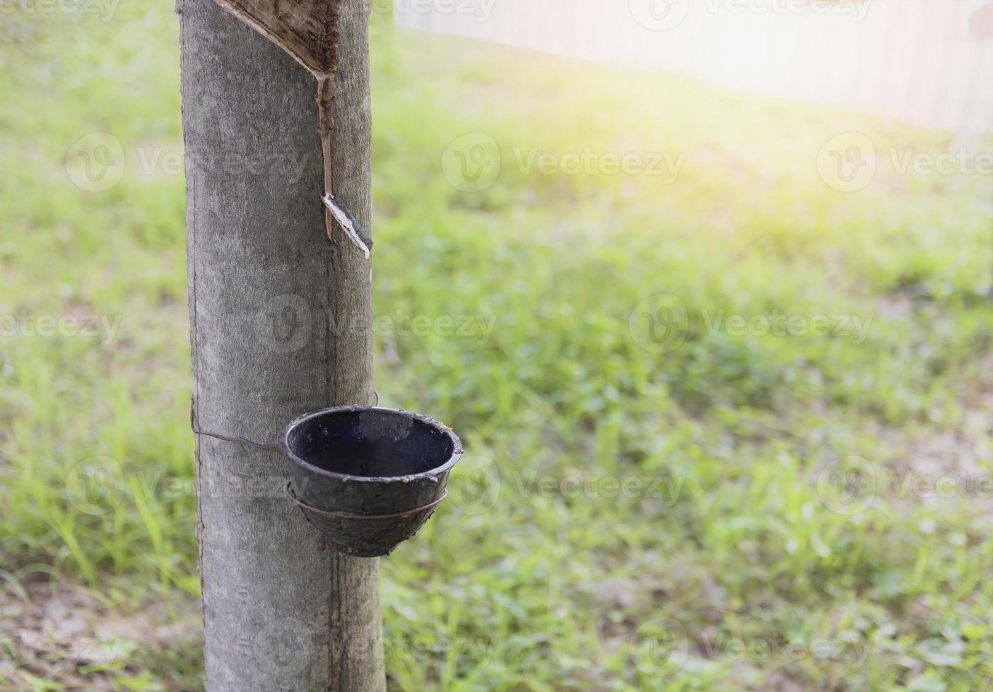 natural rubber latex trapped from rubber trees, causing latex from natural rubber sources to flow through the bowl. photo