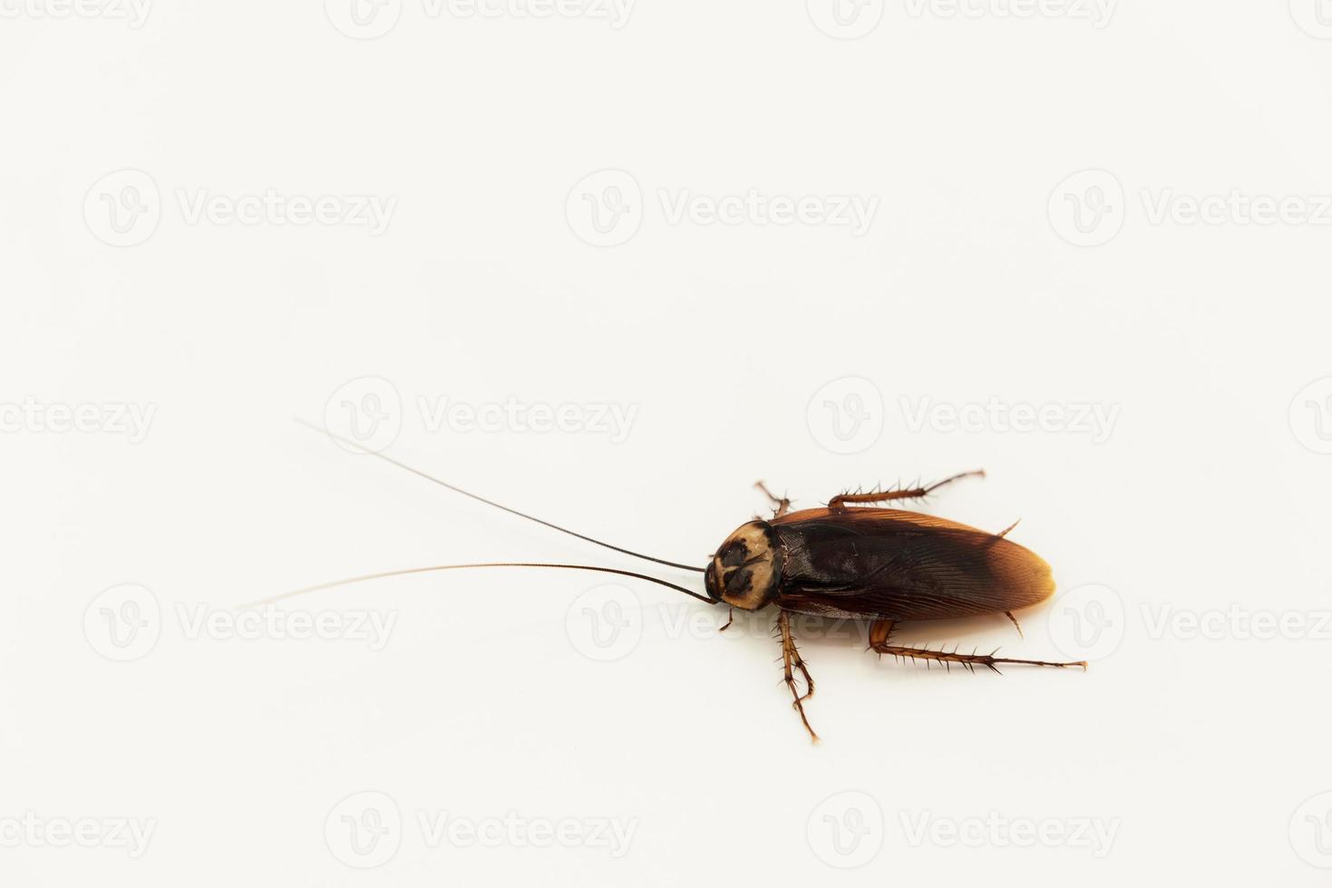 Top view cockroach walking on a white background. photo