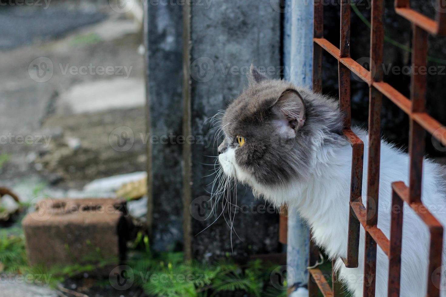 gato persa sentado en el piso de concreto y mira directamente. foto