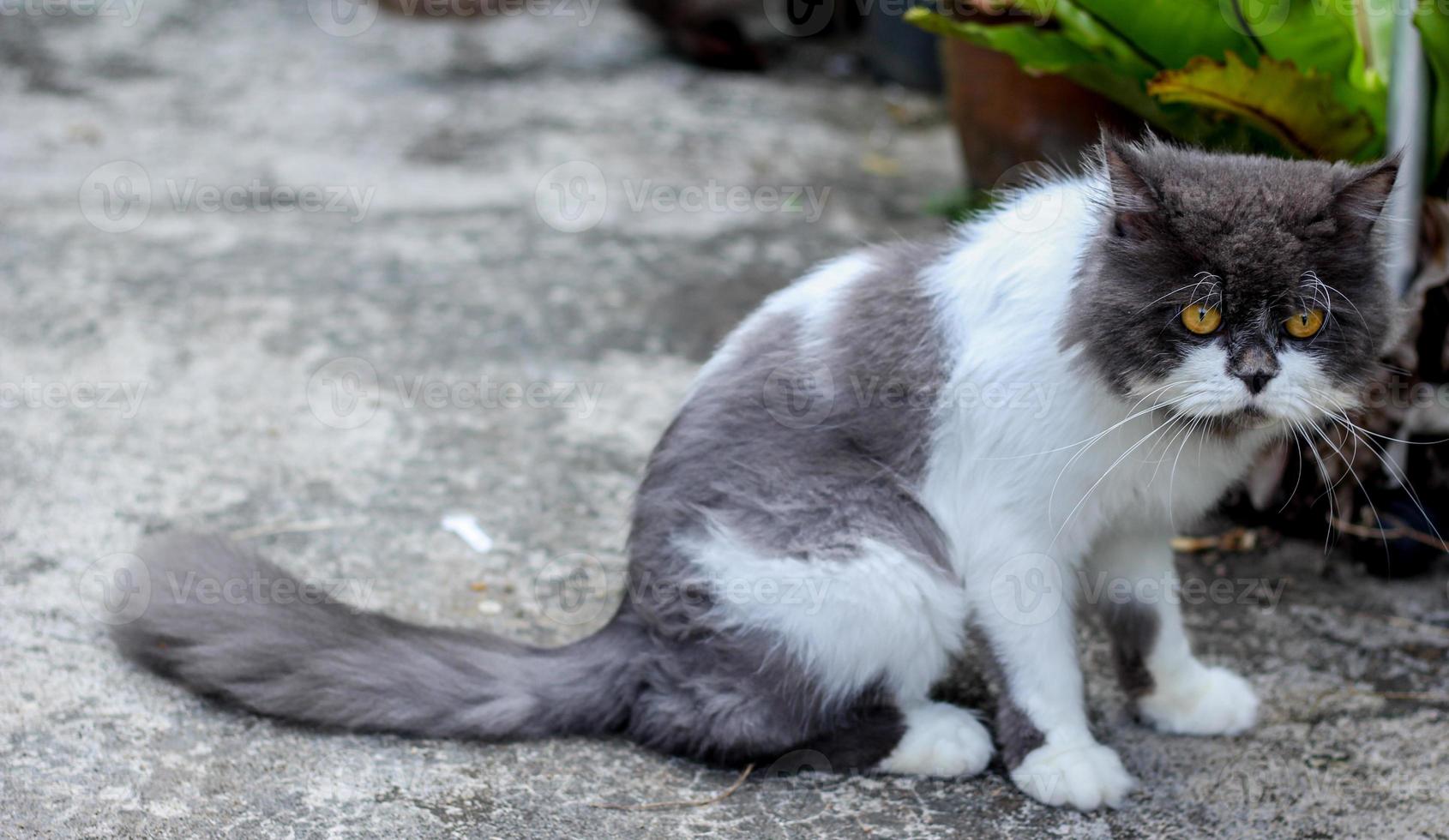 Persian cat sitting on concrete floor and look straight. photo