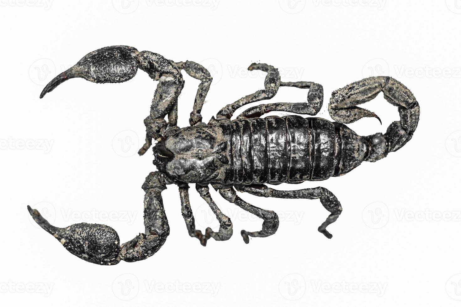 Scorpion isolated on white background top view , mud scorpion photo