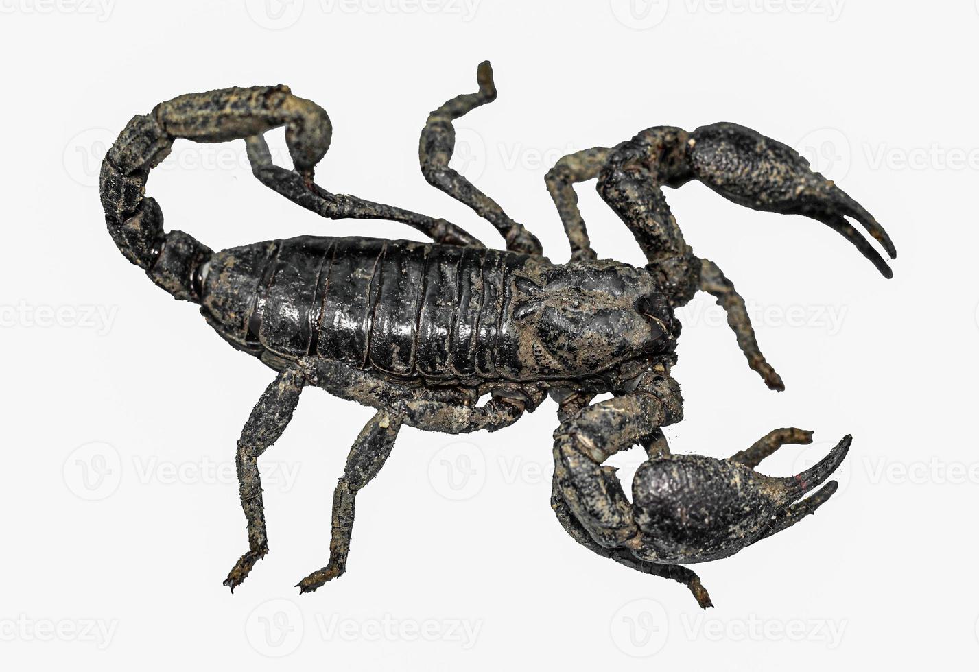 Scorpion isolated on white background top view , mud scorpion photo