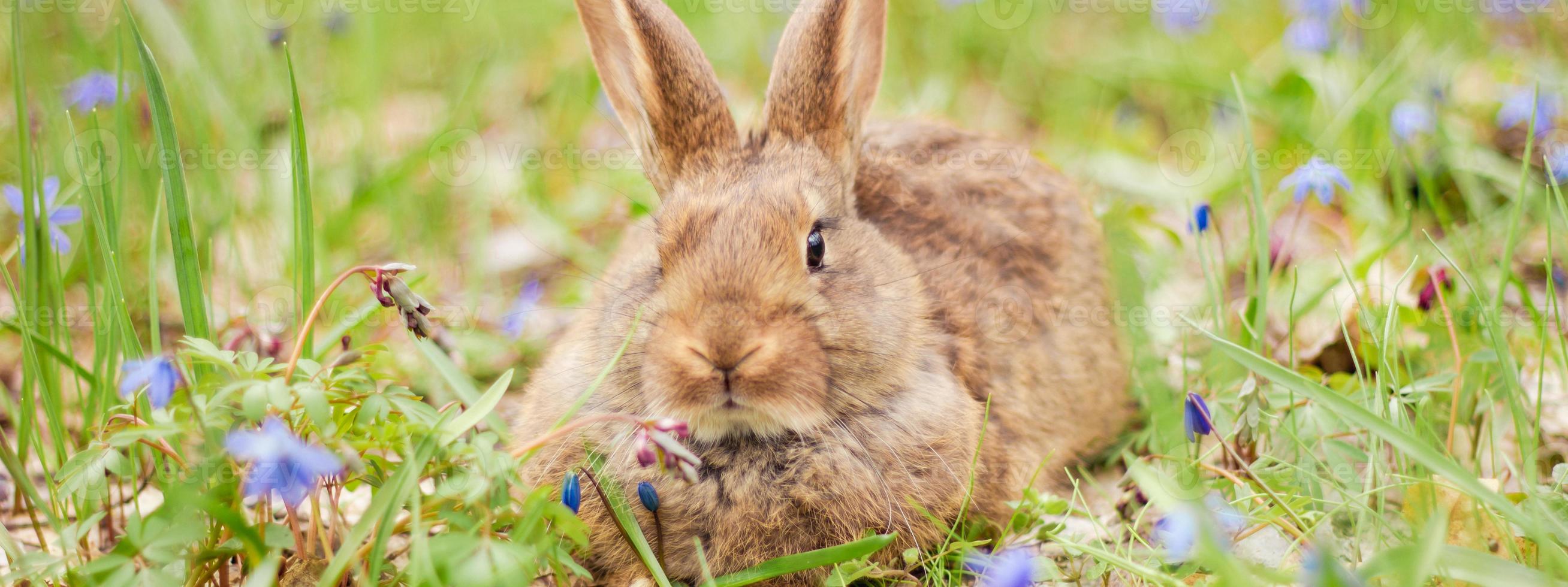 A small fluffy red rabbit on a spring blooming forest fire close-up, a concept for the spring holidays of Easter. photo