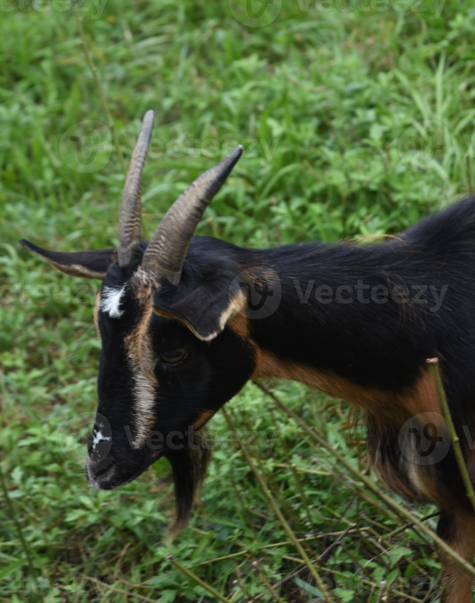 Profile of a Pygmy Goat in a Farm Field 13347644 Stock Photo at Vecteezy