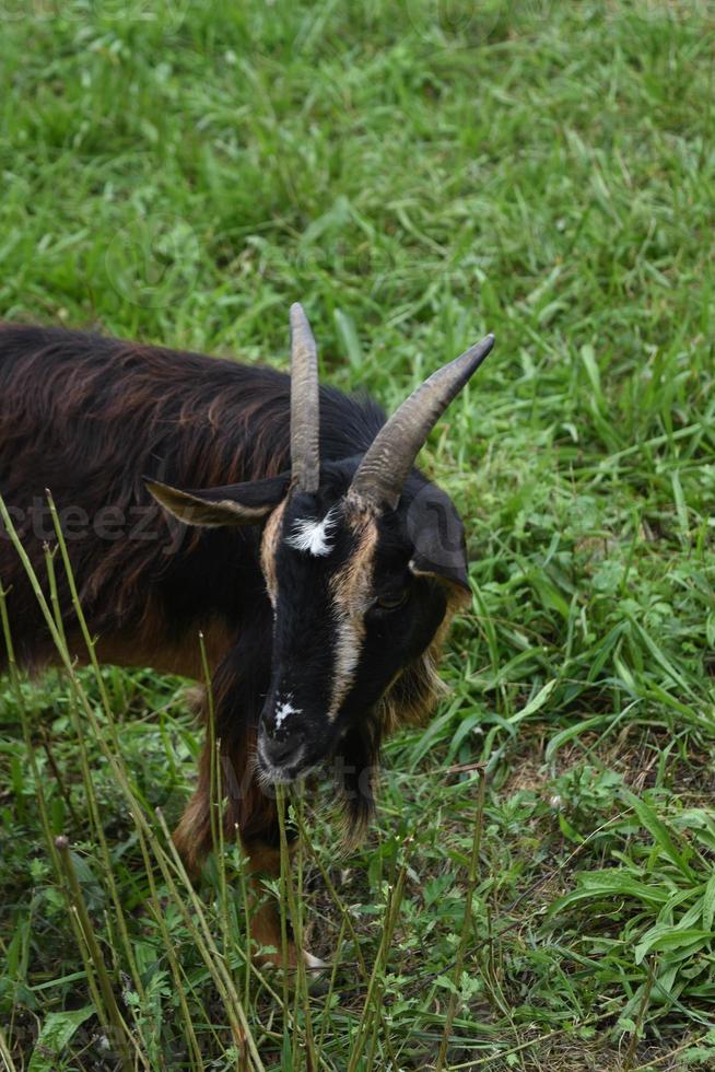 cabra con cuernos largos en un campo de hierba foto