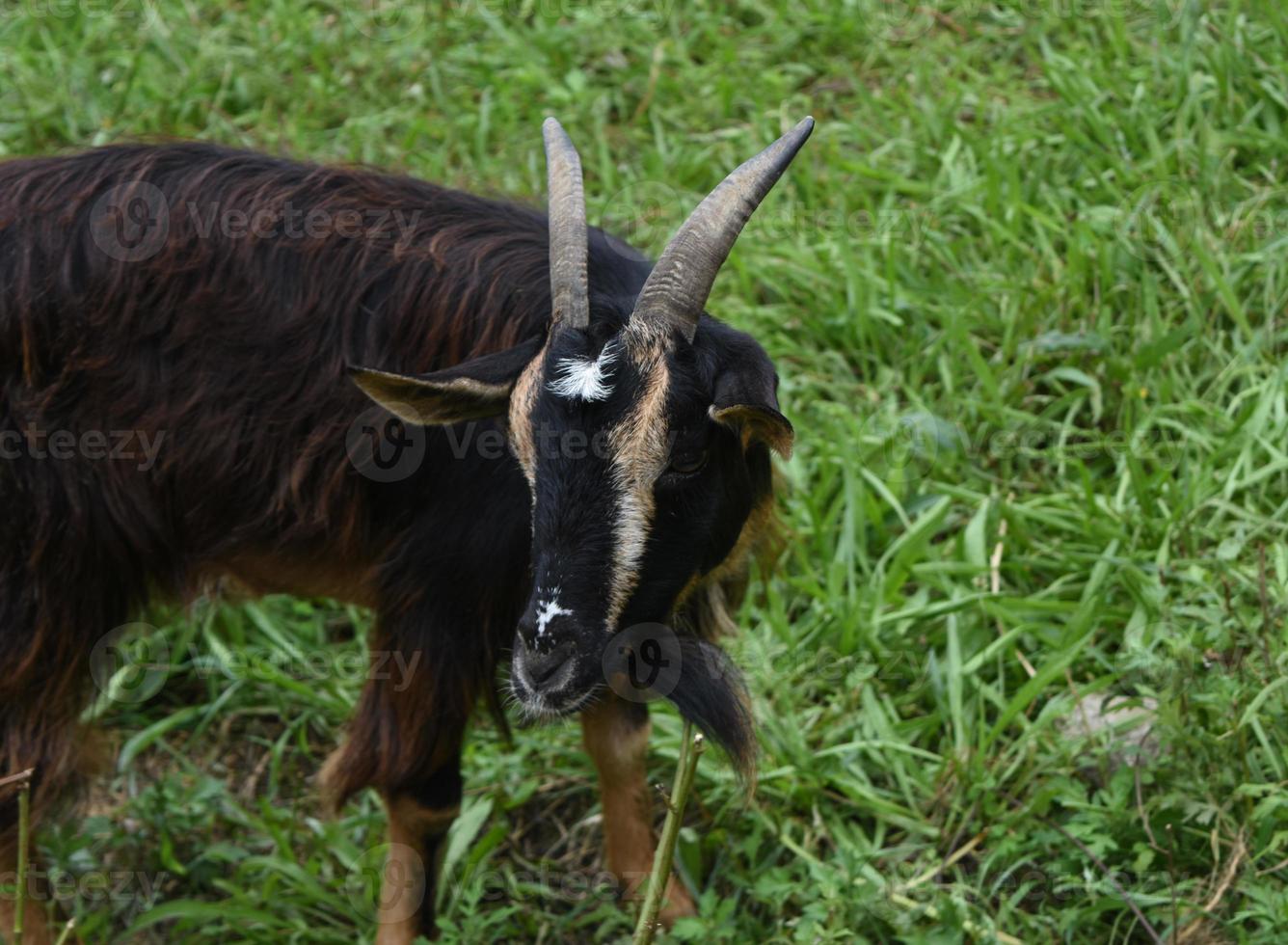 hermosa mirada de cerca a la cara de una cabra pigmea foto