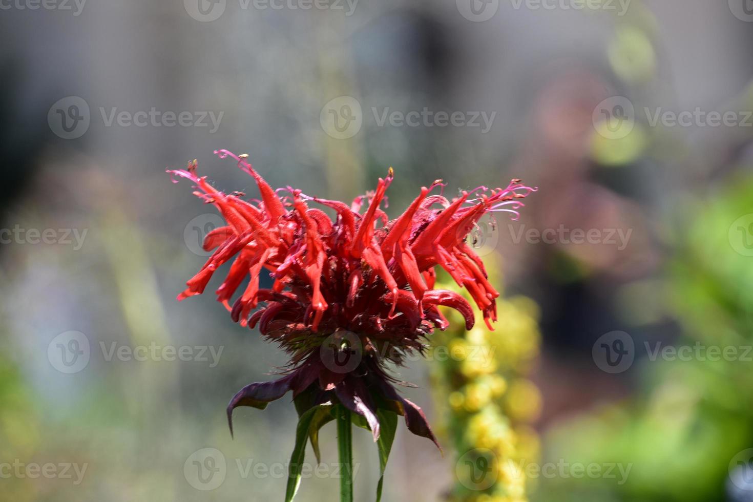 Gorgeous Red Monarda Flower in Bloom in Spring photo