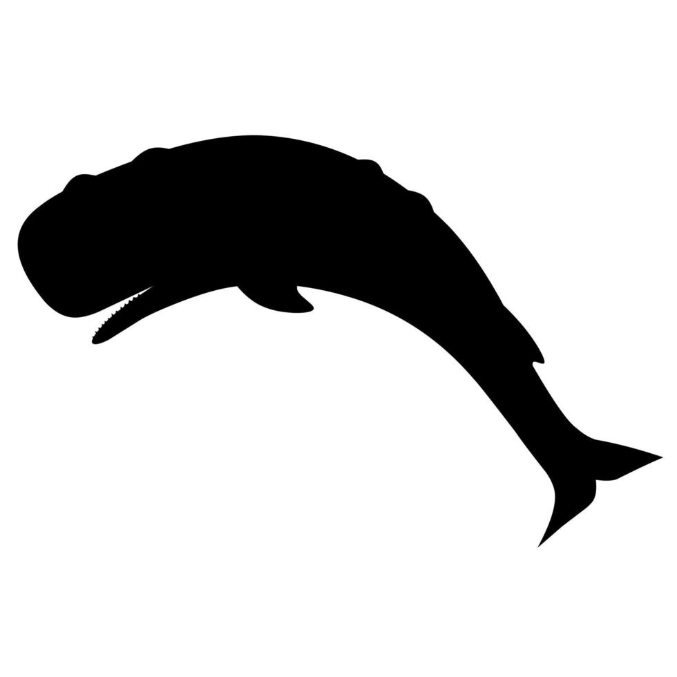 Vector silhouette of a sperm whale or cachalot on a white background. Great for logos, marine life posters.