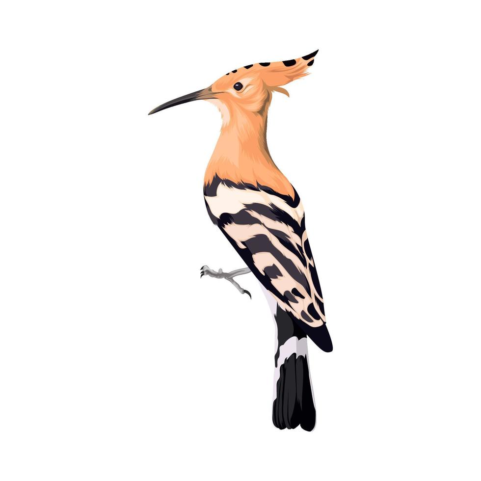 Hoopoe Eurasia bird vector illustration