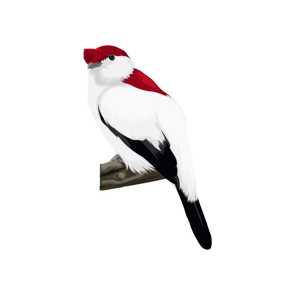 Araripe Manakin bird vector