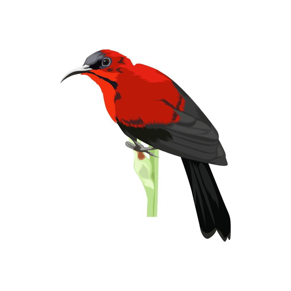 Crimson sunbird bird vector illustration