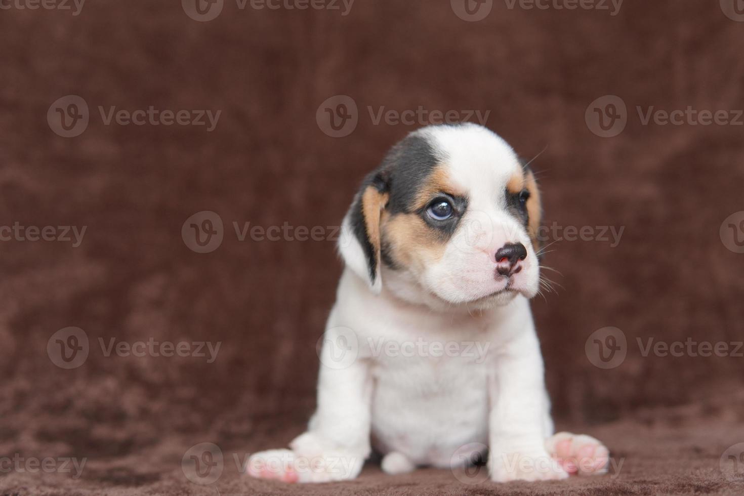 Beagles have excellent noses. Beagles are used in a range of research procedures. Beagles have excellent noses. Dog picture have copy space. photo