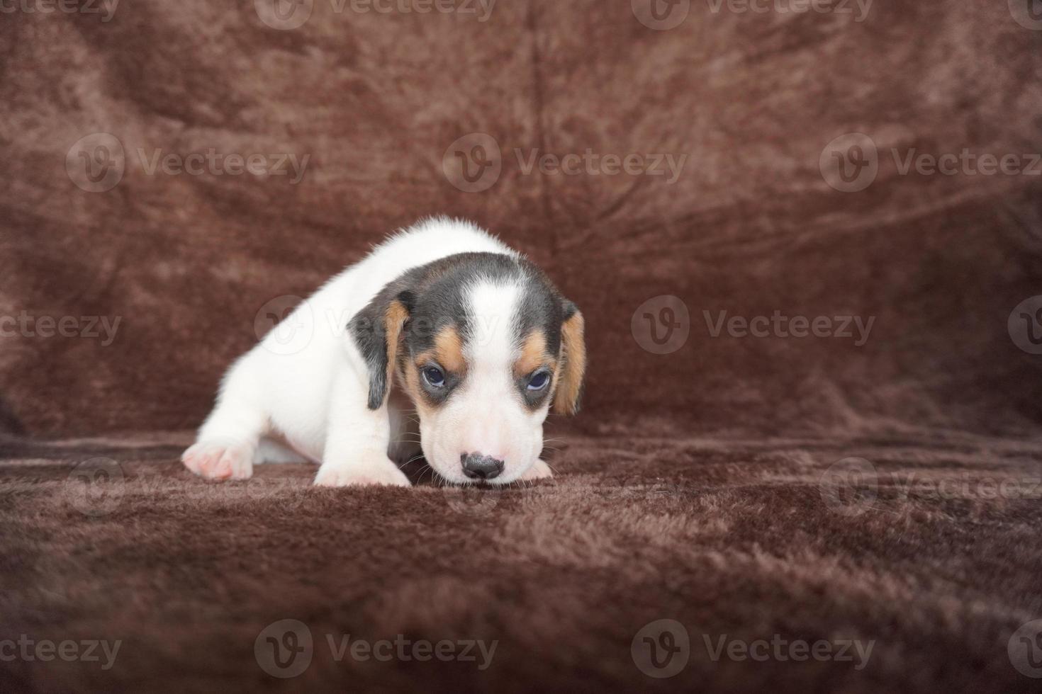 The general appearance of the beagle resembles a miniature Foxhound