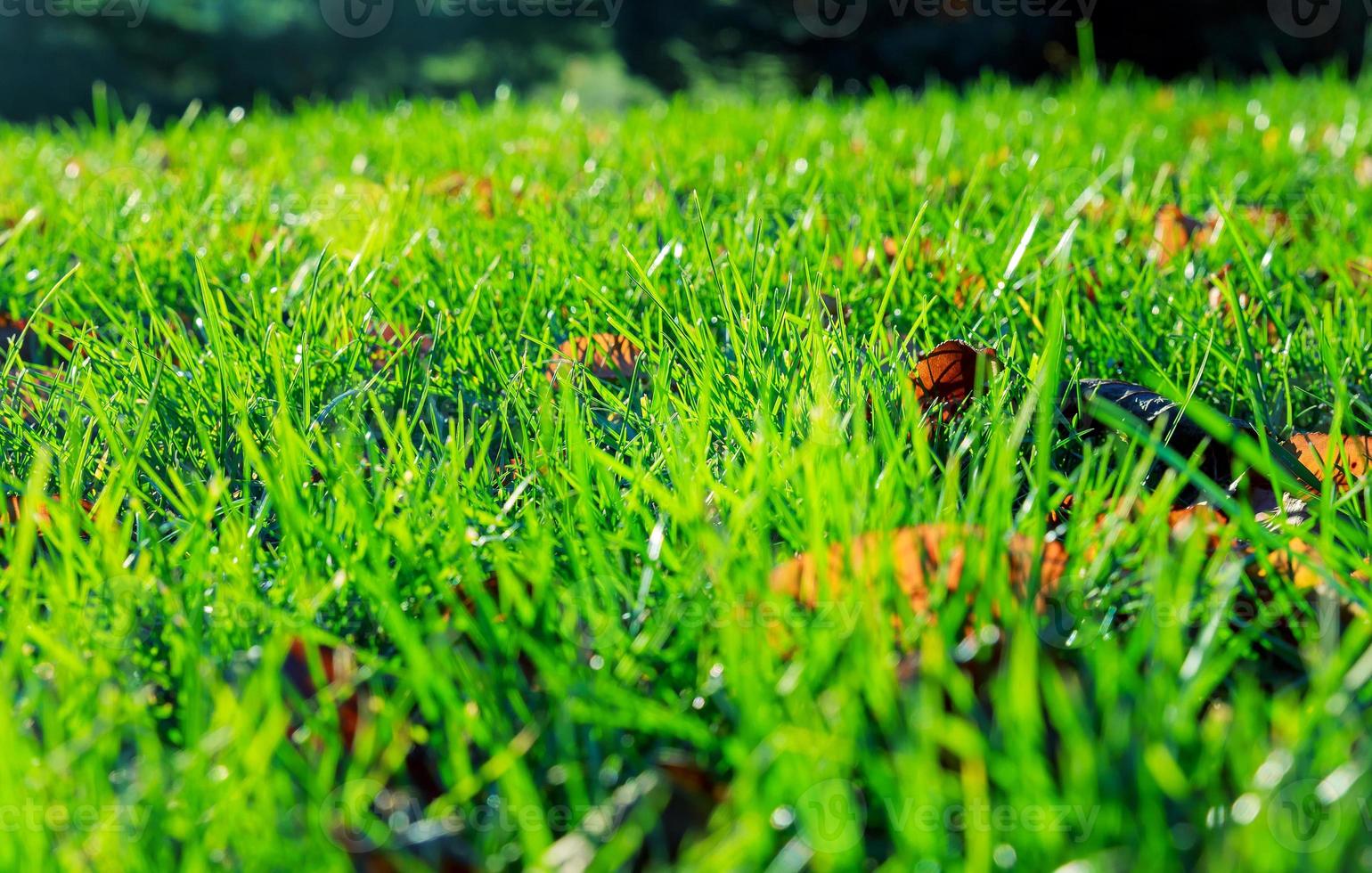 background of dew drops bright green grass photo