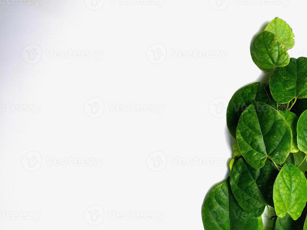 creative concept of a green plant background of creeping type isolated on a white background. The concept of natural minimalism photo