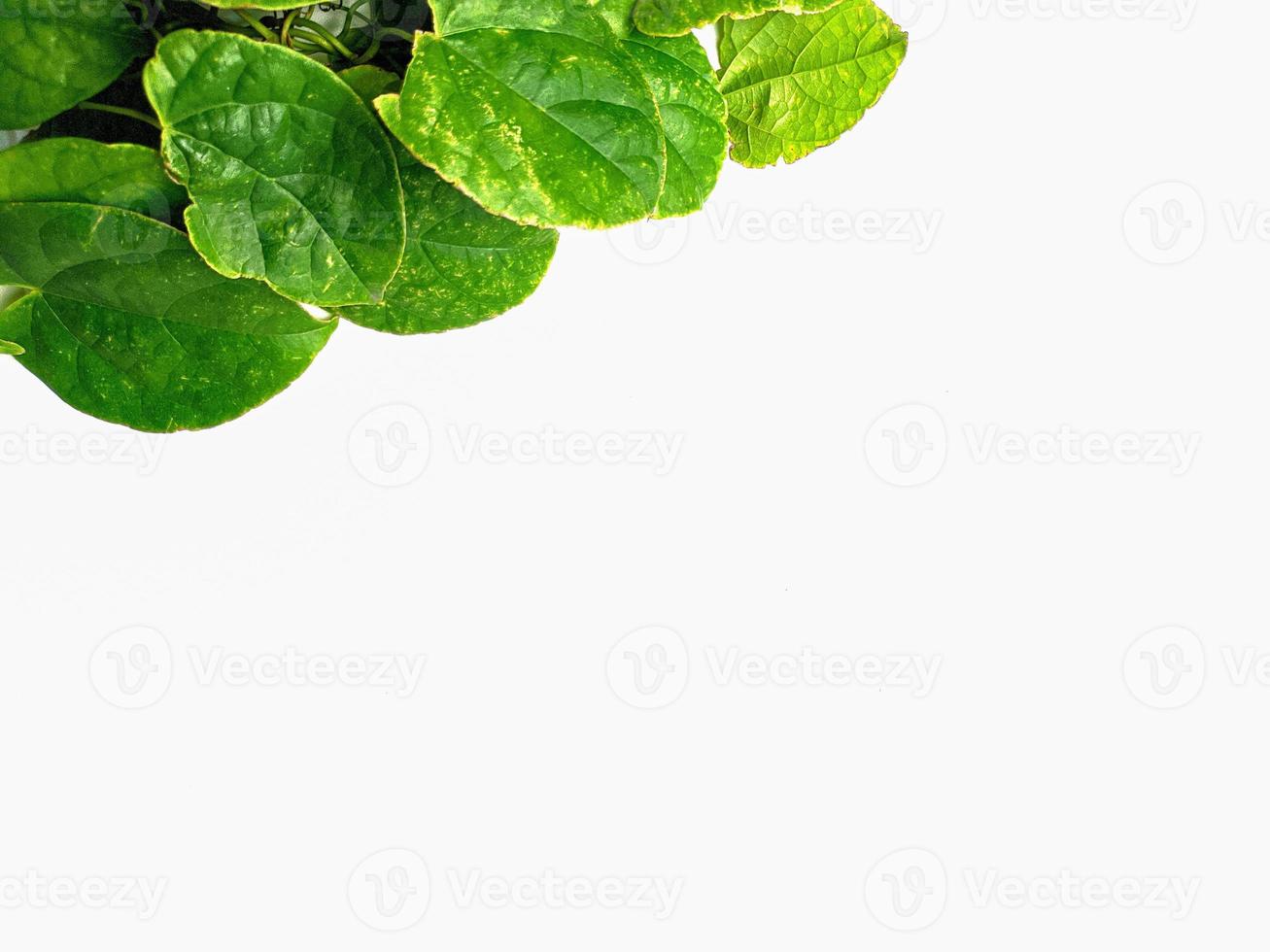 creative concept of a green plant background of creeping type isolated on a white background. The concept of natural minimalism photo