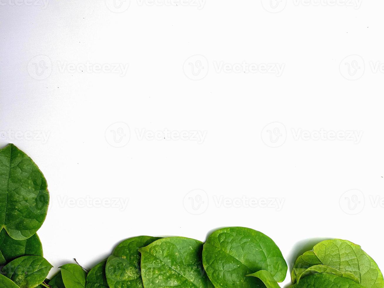 creative concept of a green plant background of creeping type isolated on a white background. The concept of natural minimalism photo