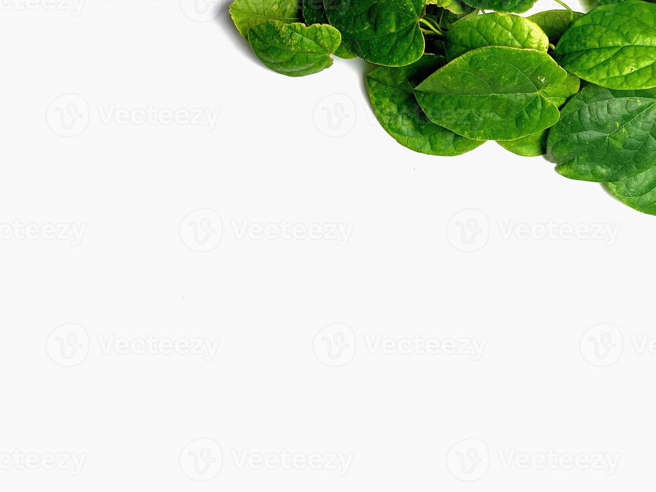 creative concept of a green plant background of creeping type isolated on a white background. The concept of natural minimalism photo