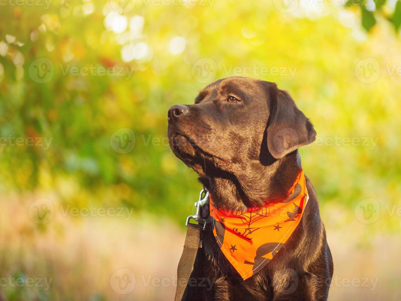 Labrador retriever in an orange bandana for Halloween. Dog on a leash. photo