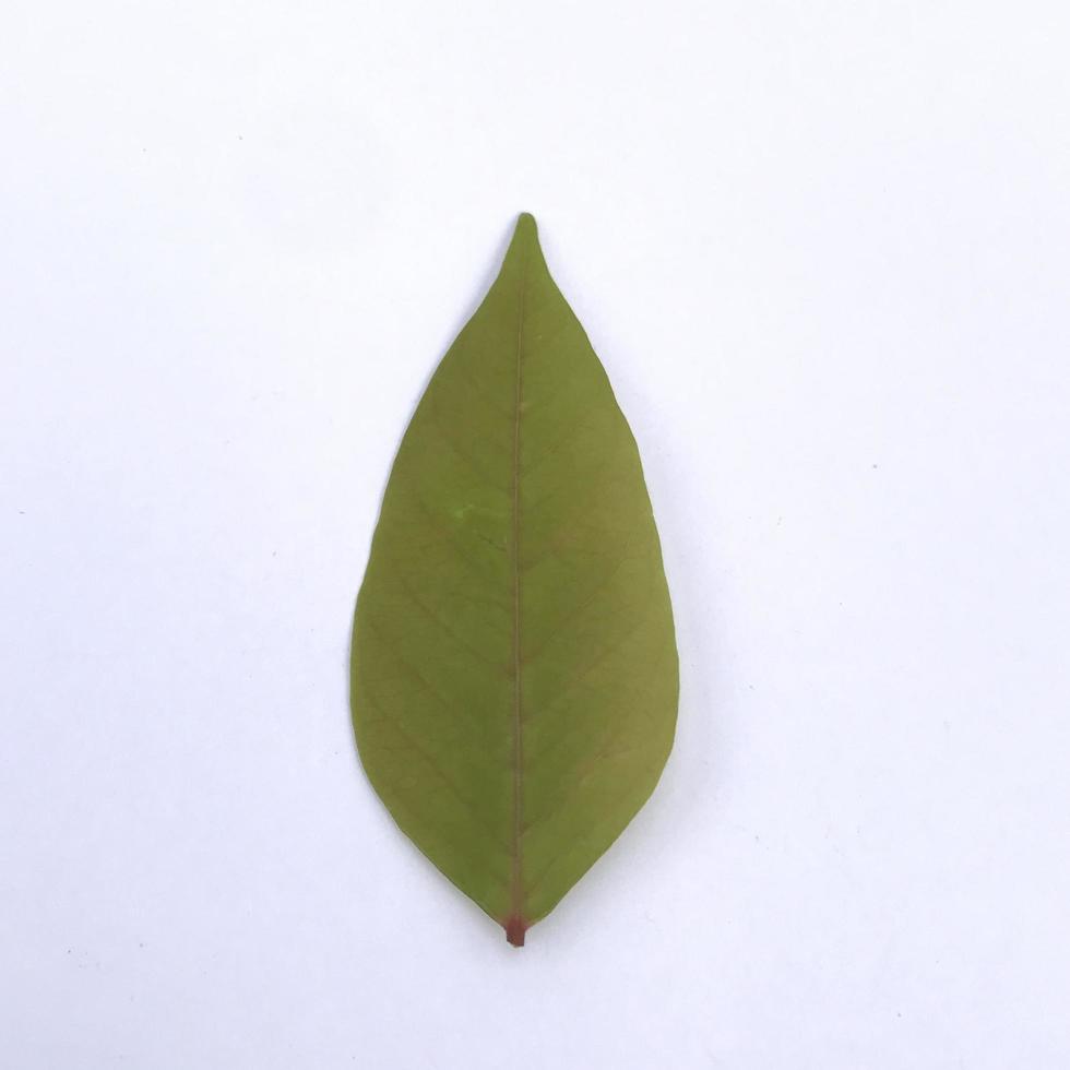 Starfruit leaves isolated on a white background photo